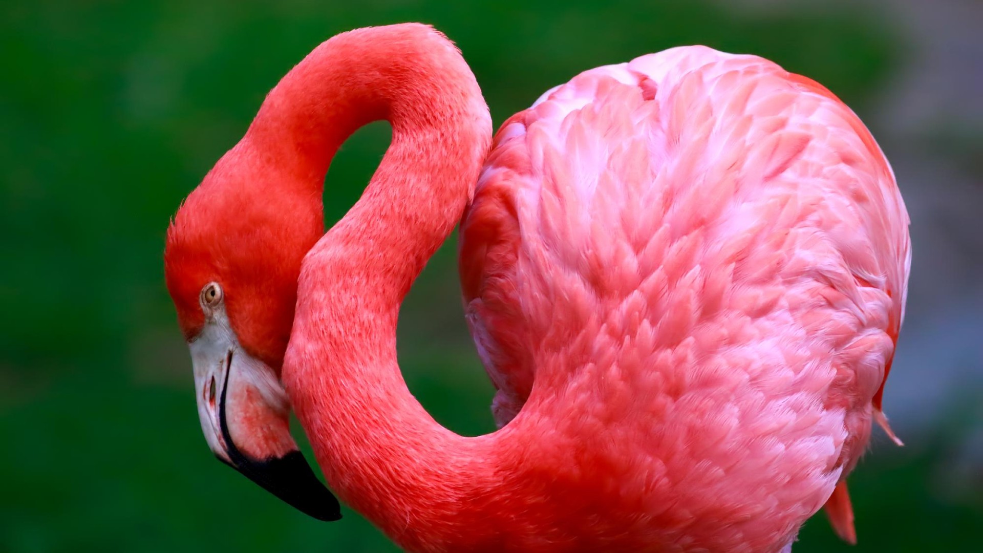 Lesson 9 - Flamingo